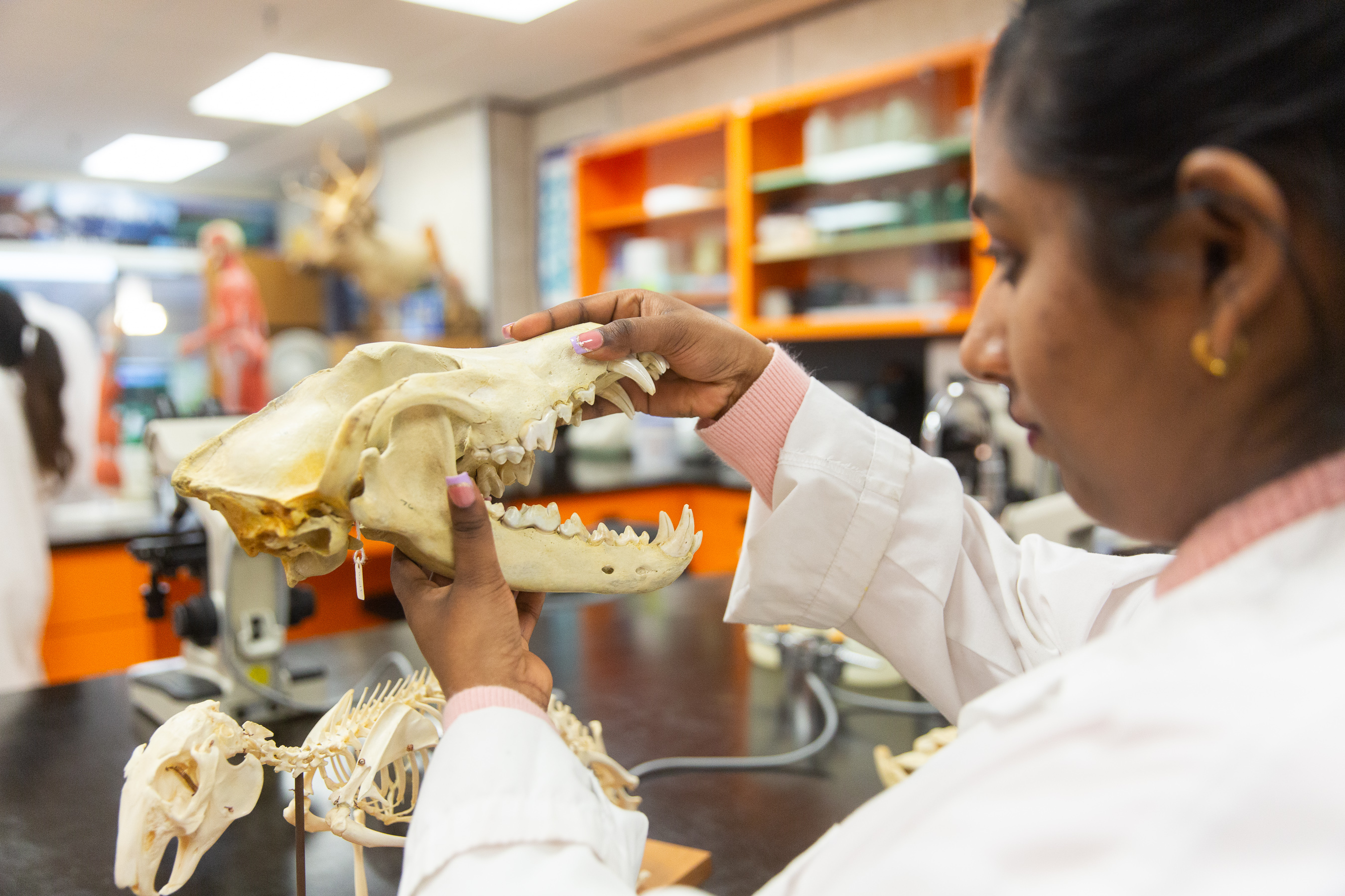 Student examining canine skull