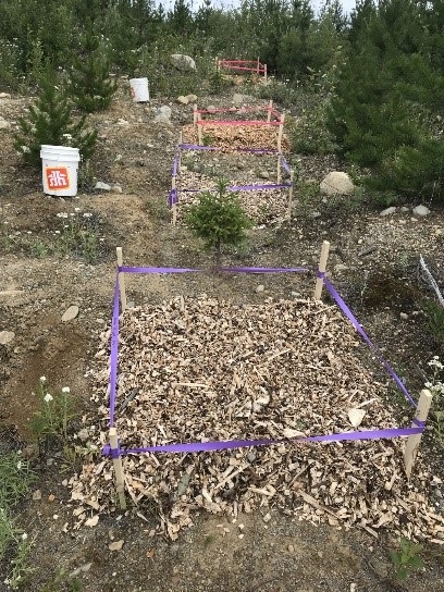 AR&I Mycelium Inoculation Mycelium Inoculation in Wood Chips