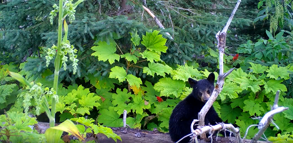 Black bear cub in CNC Research Forest