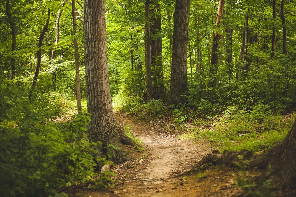 Rugged trail winding through forest during the day