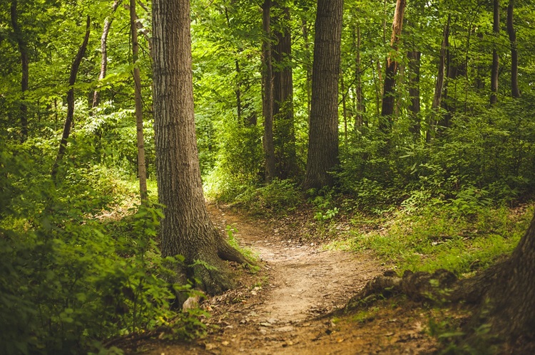 Rugged trail winding through forest during the day