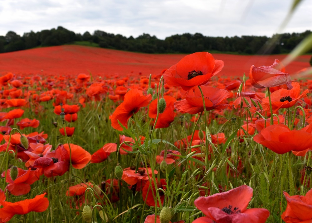 Poppies in a field