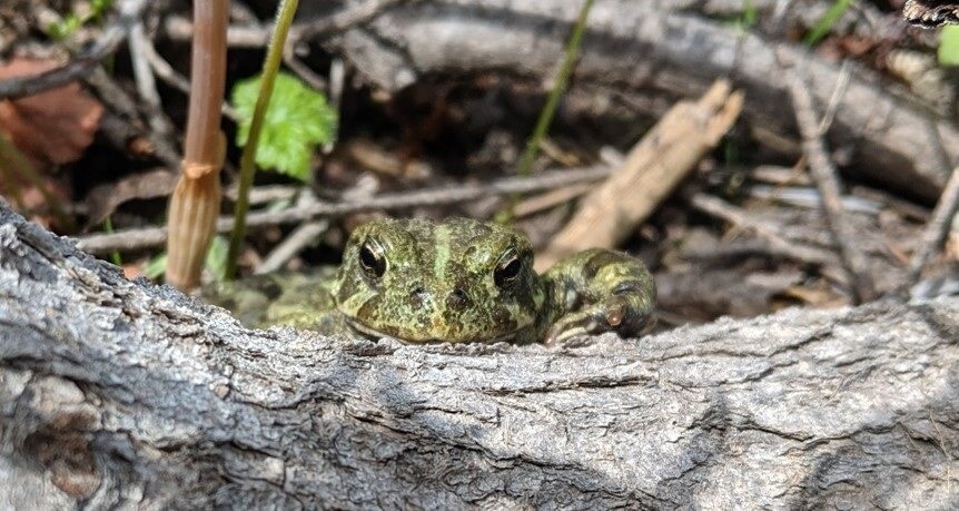 A green and brown western toad peeking its face up above a log