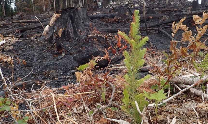 The blackened burnt remains of a tree stump and many charred logs and twigs on the forest floor
