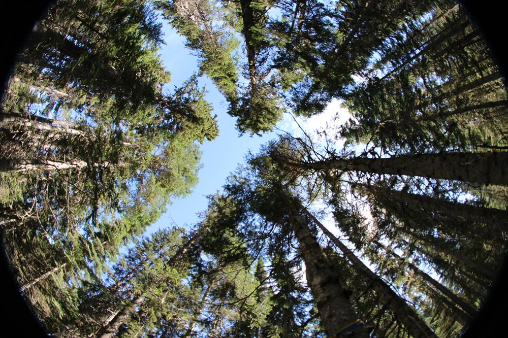 Spruce - balsam canopy